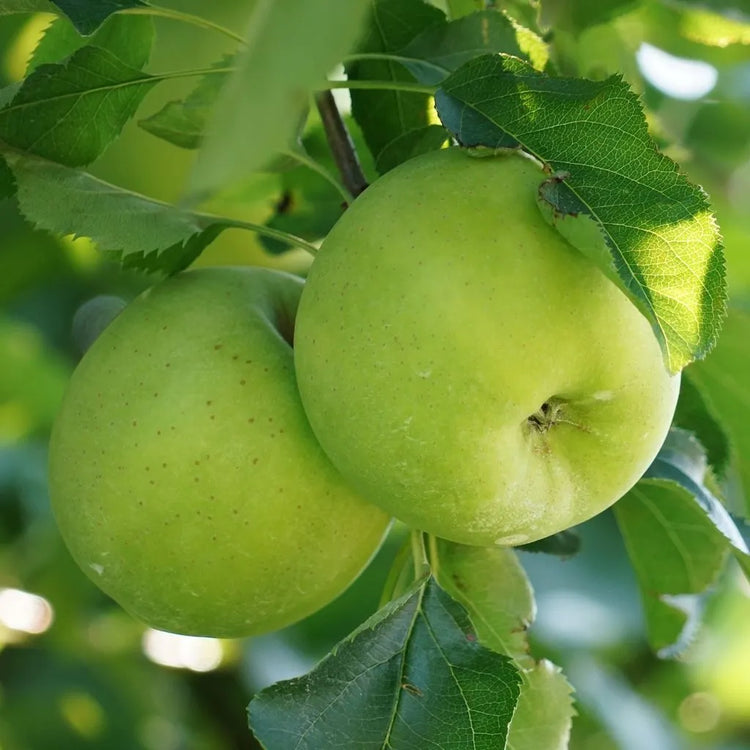 Agriculture - SQES
