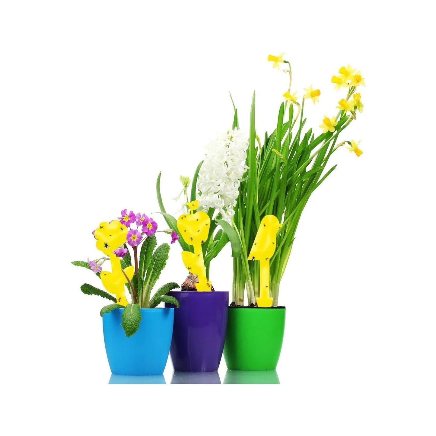 BOSS TAPE Anti Moucherons Plantes Intérieur, Pièges Engluées Autocollants (4pcs) 20cm - SQES