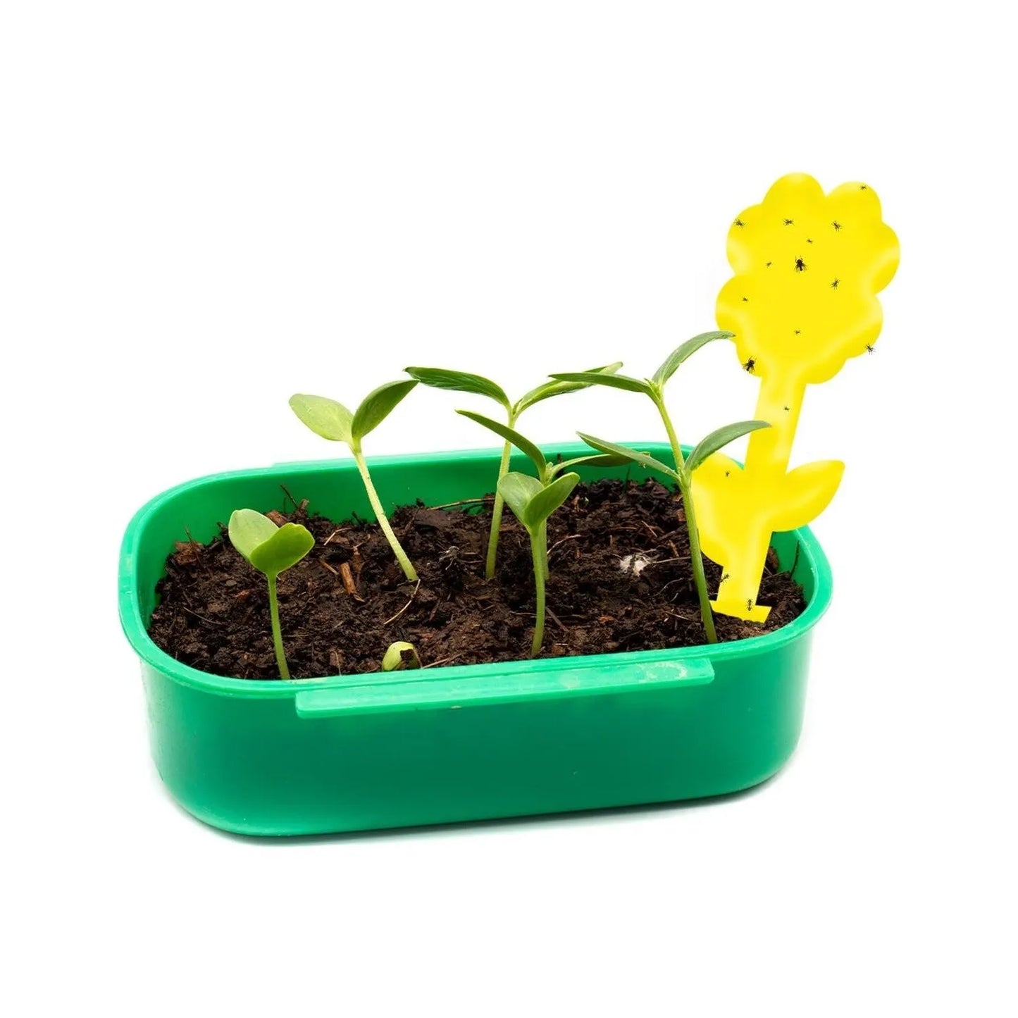 BOSS TAPE Anti Moucherons Plantes Intérieur, Pièges Engluées Autocollants (4pcs) 20cm - SQES