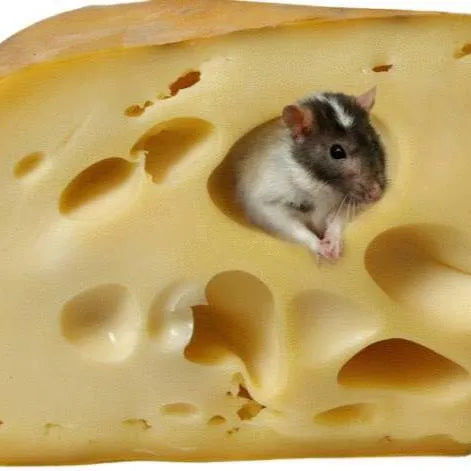 Pâtes des rongeurs anti-souris et anti-rats - 100g - SQES