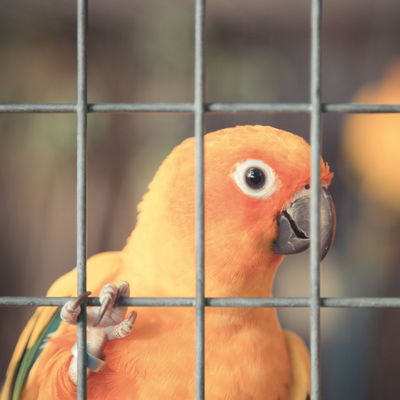 Grillage pour volière et cage à oiseaux Galvanisé - Rouleau de 25 mètres - Maille rectangulaire 10x24 pour Jardin