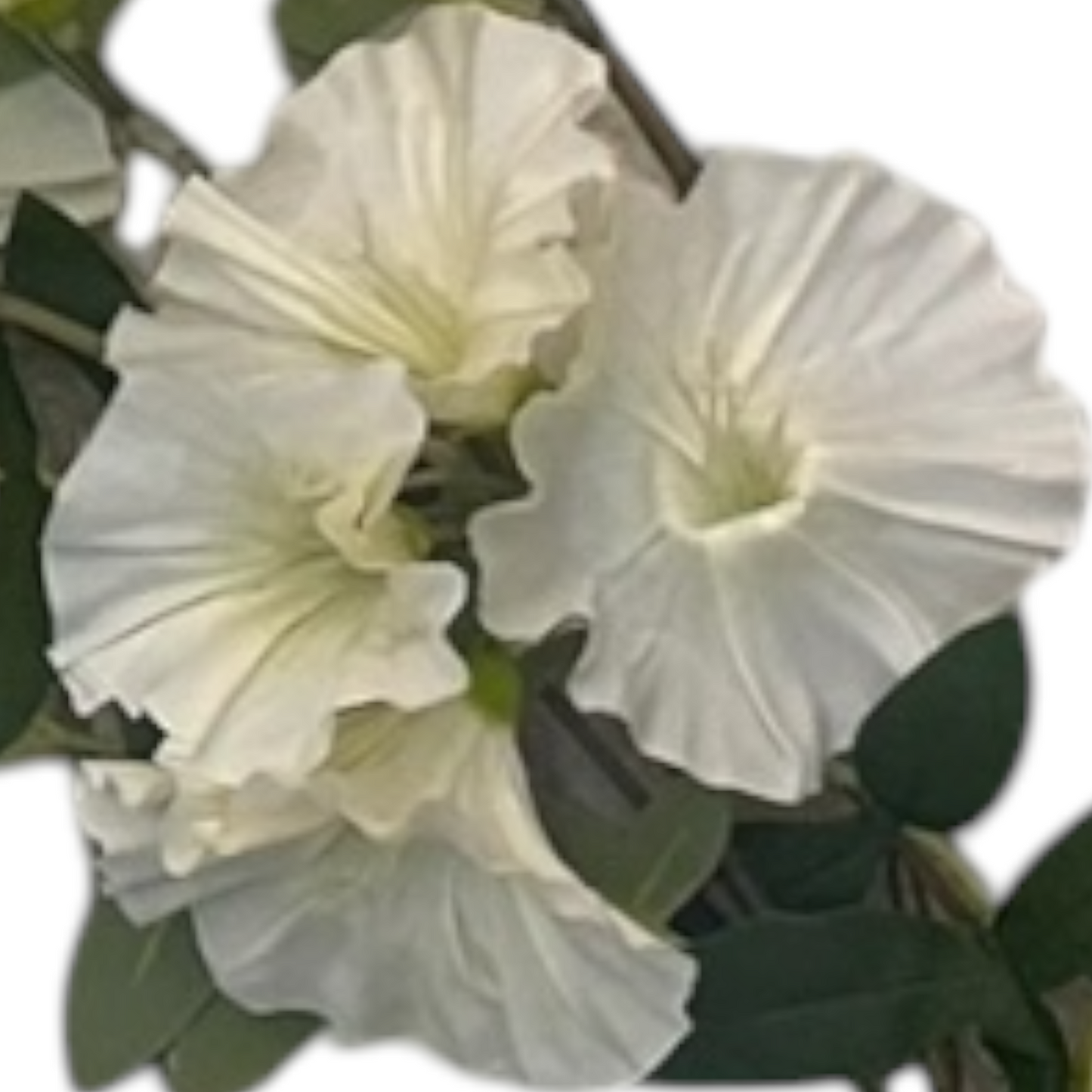 Tige de feuille florale pour décoration et aménagements floraux - SQES