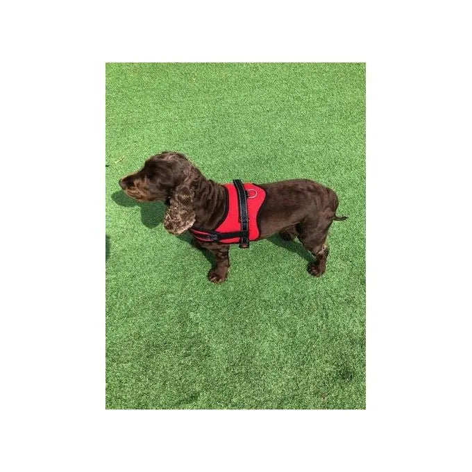 Harnais Pour Chien - Reglable - Rouge - L - SQES