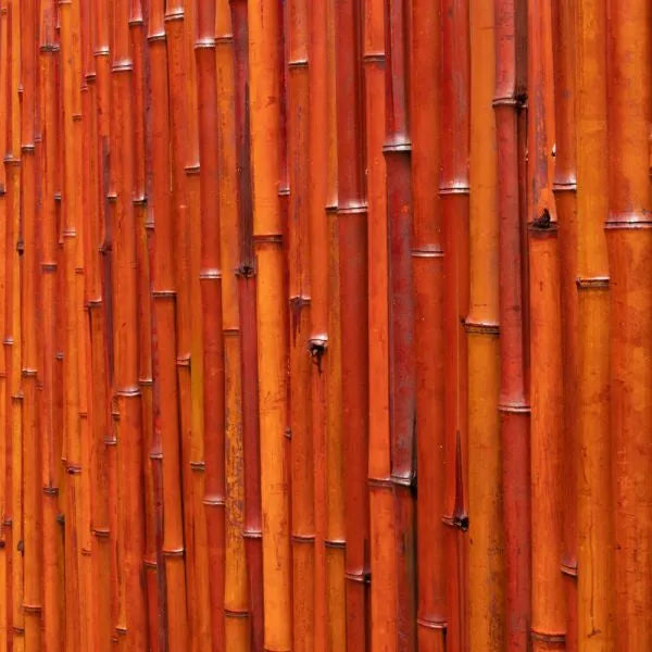 Bambou naturelle rouge, titeur de plante, tige 1,8m, lot de 10pcs - SQES