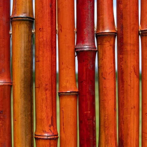 Bambou naturelle rouge, titeur de plante, tige 1,8m, lot de 10pcs - SQES