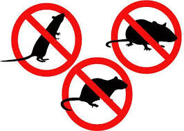 Ramet Pellets Raticide Professionnel 150g Tunisie - Anti-Rats Anti-Souris Action Rapide