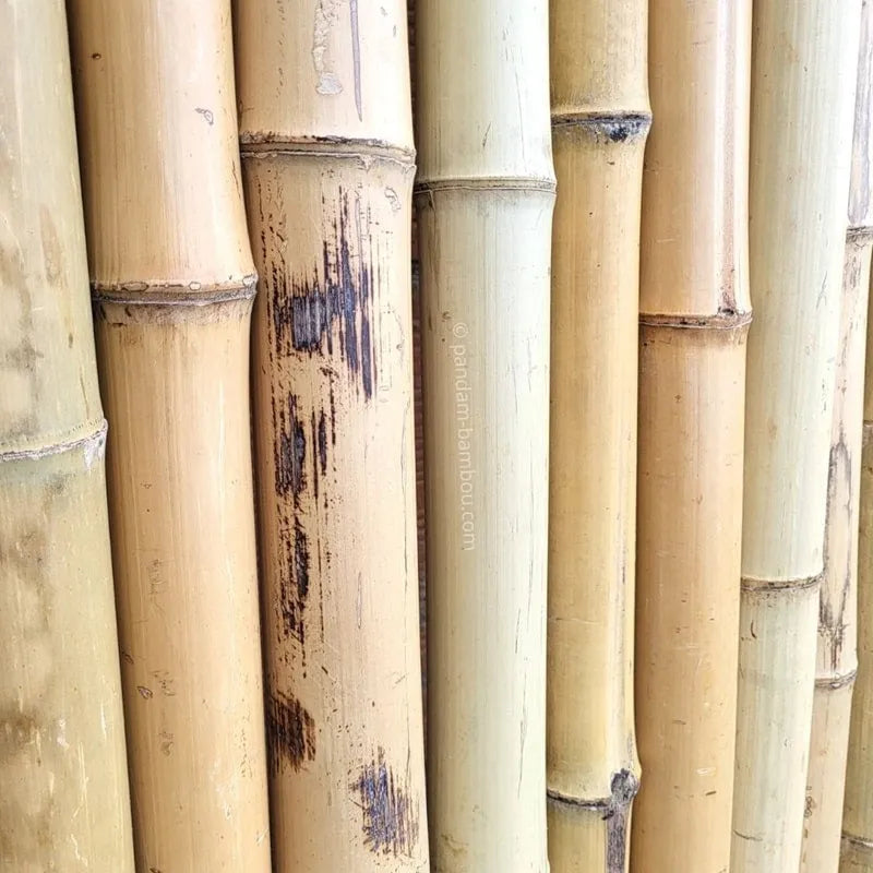 Bambou naturelle, titeur de plante, tige 1,8m, lot de 10pcs - SQES