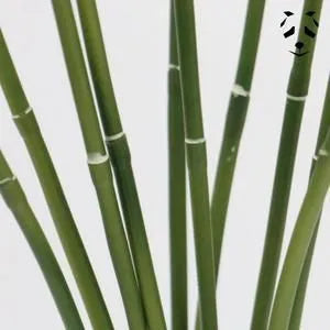 Bambou naturelle vert, titeur de plante, tige 1,8m, lot de 10pcs - SQES