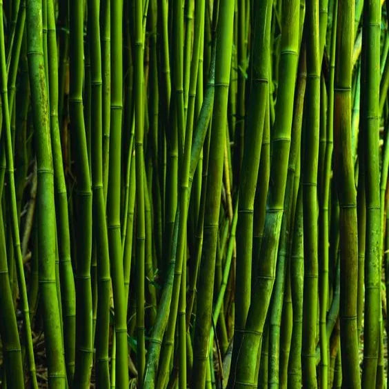 Bambou naturelle vert, titeur de plante, tige 1,8m, lot de 10pcs - SQES