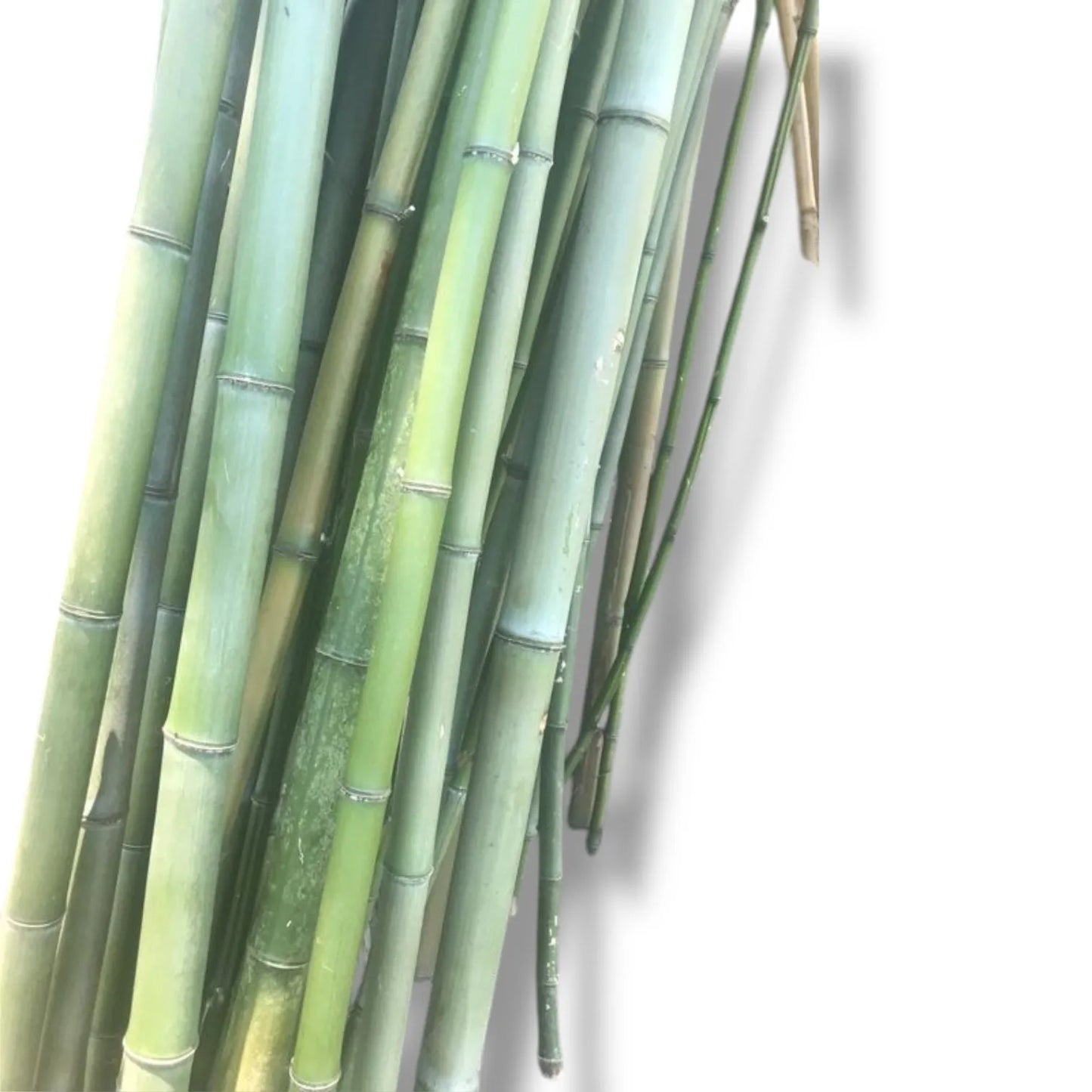 Bambou naturelle vert, titeur de plante, tige 1,8m, lot de 10pcs - SQES