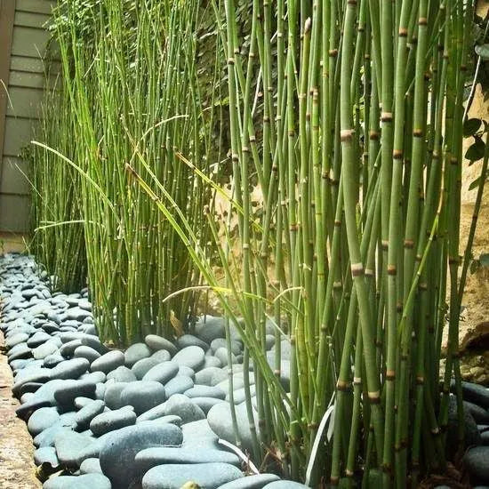 Bambou naturelle vert, titeur de plante, tige 1,8m, lot de 10pcs - SQES