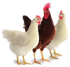 Grillage de cage à Poules Galvanisé Rouleau de 10 mètres – Maille 25x25 pour Jardin - SQES