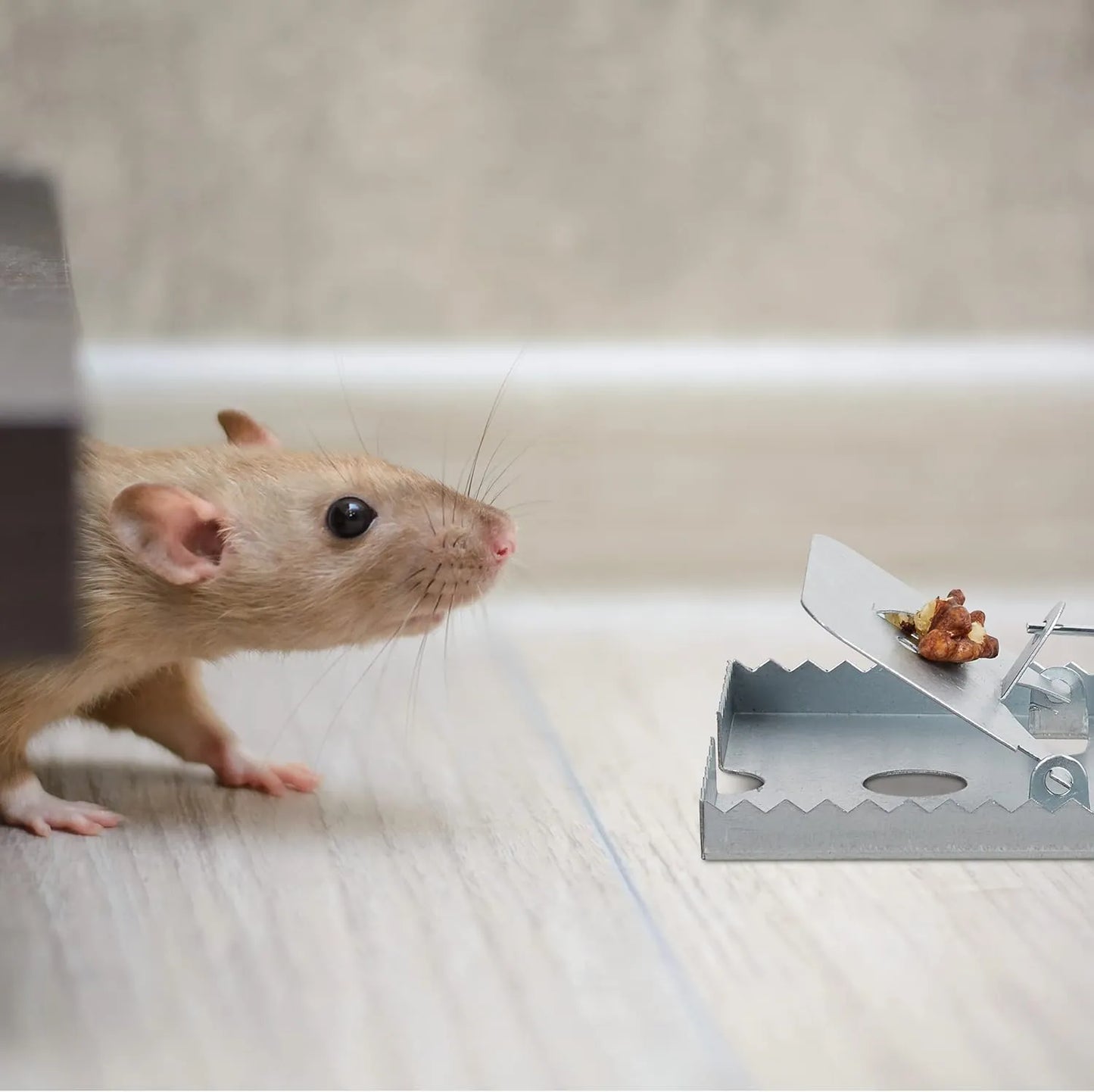 Pièges à Rats - Attrape souris - 17cmx10cm - SQES