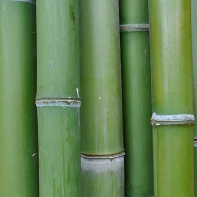 Bambou naturelle vert, titeur de plante, tige 1,8m, lot de 10pcs - SQES