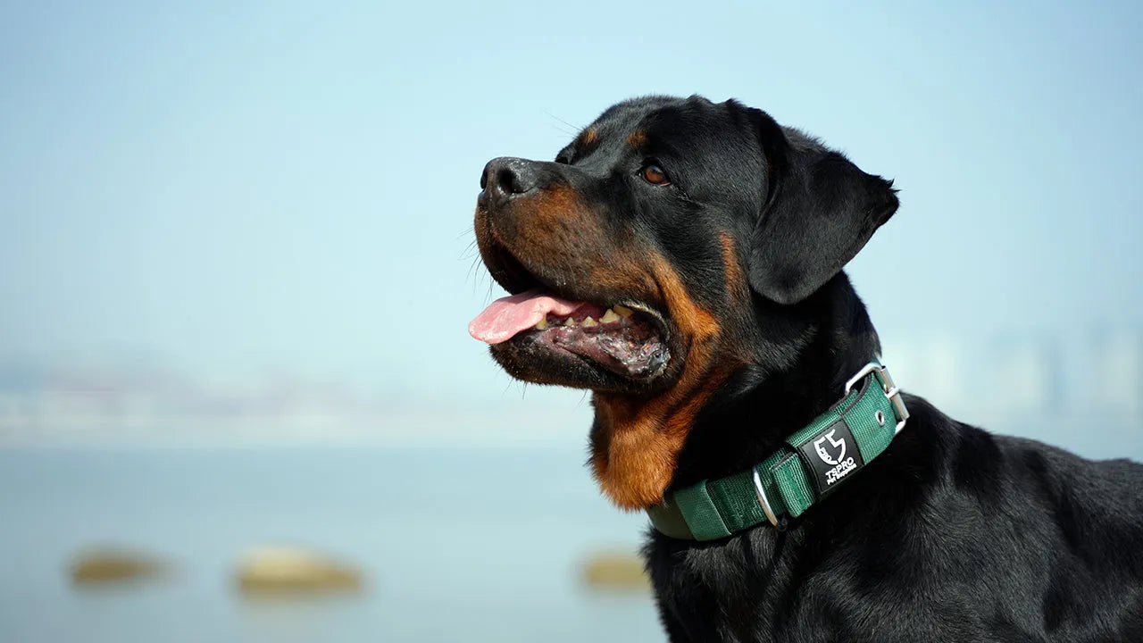 Sellerie et habillement chien - SQES