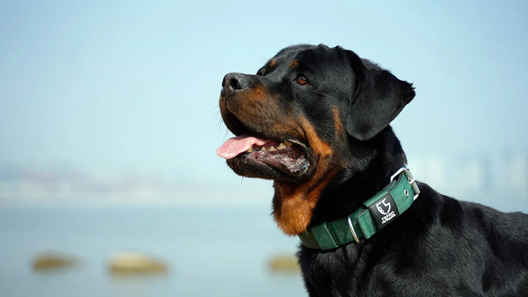 Sellerie et habillement chien - SQES