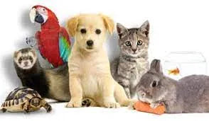 Animalerie - SQES