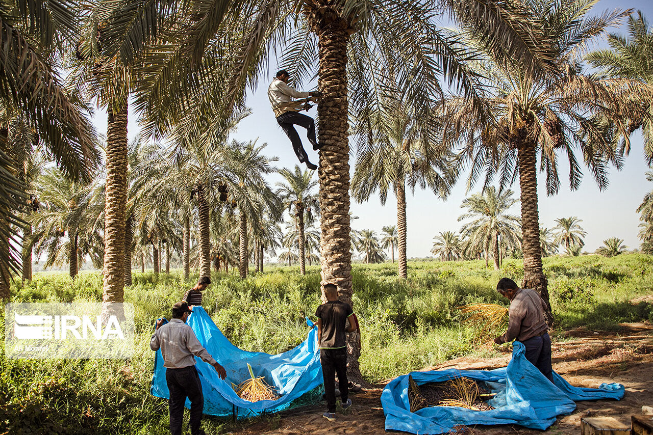 Bâche Récolte Dattes PVC Imperméable avec Œillets - Protection Agriculture Tunisie