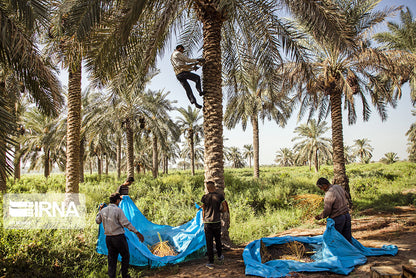 Bâche Récolte Dattes PVC Imperméable avec Œillets - Protection Agriculture Tunisie