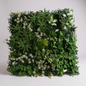 Mur vegetal 50/50 cm Sicile