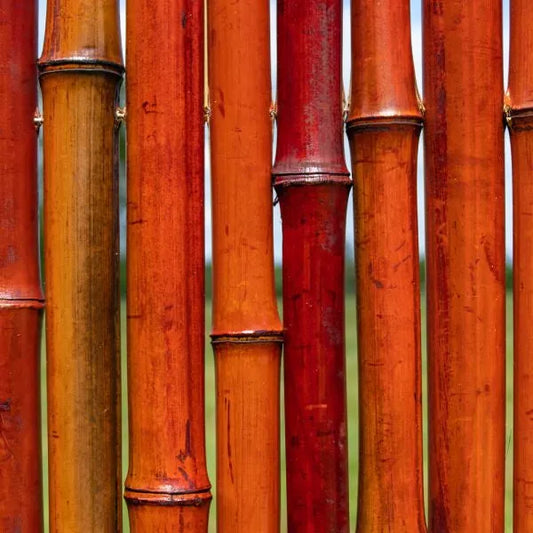 Bambou naturelle rouge, titeur de plante, tige 1,8m, lot de 10pcs - SQES
