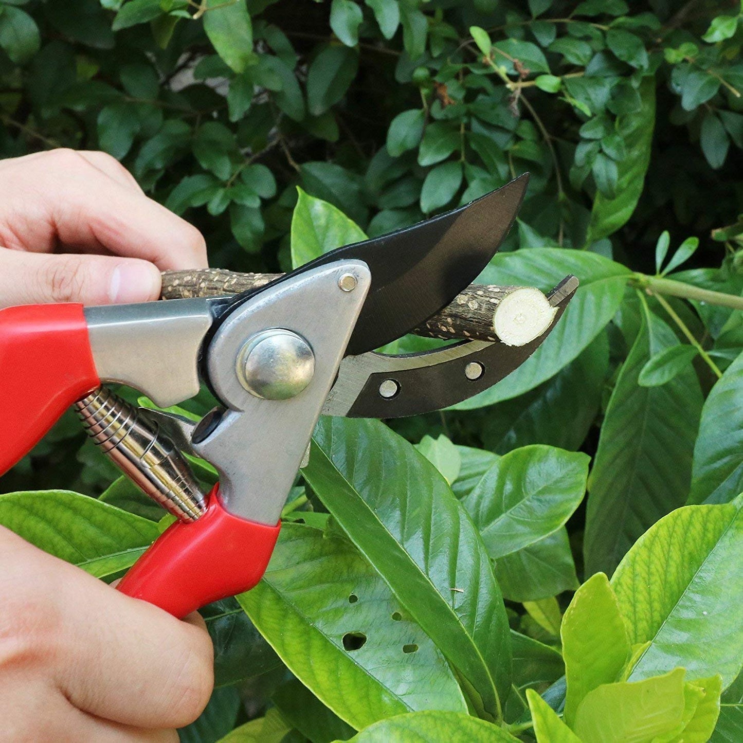 Secateur Forgé – Lame Amovible – Acier Chrome Vanadium -
