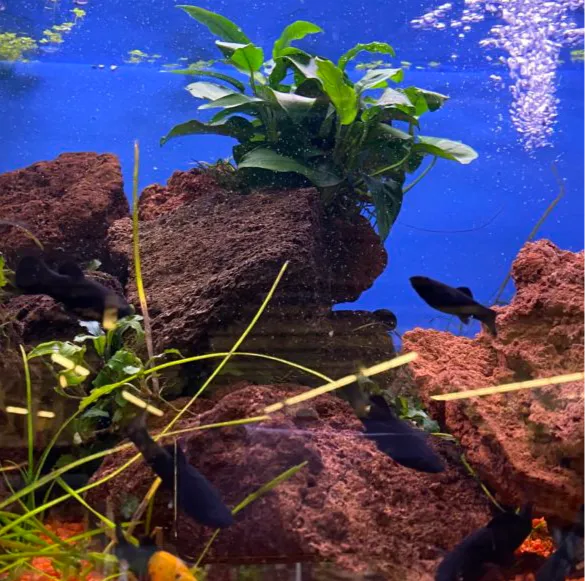 Pierre de lave pour aquarium - pack 3kg - SQES