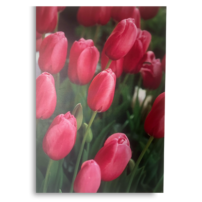 Lot de 3 Tableaux Décoratifs - Coucher Soleil Paris Tulipes