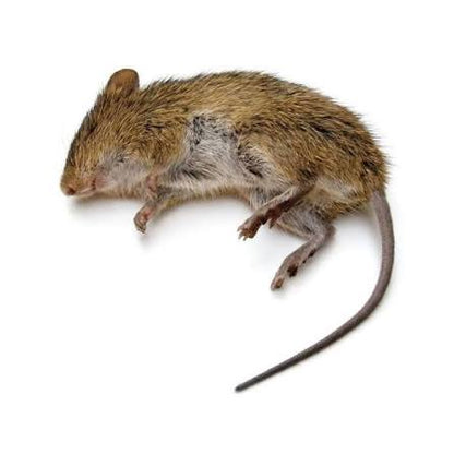 Ramet Pellets Raticide Professionnel 150g Tunisie - Anti-Rats Anti-Souris Action Rapide
