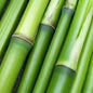 Bambou naturelle vert, titeur de plante, tige 1,8m, lot de 10pcs - SQES