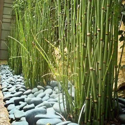 Bambou naturelle vert, titeur de plante, tige 1,8m, lot de 10pcs - SQES
