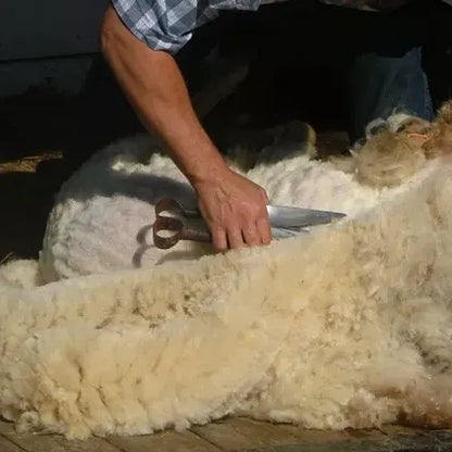 Sciseaux de coupe pour laine de mouton - SQES
