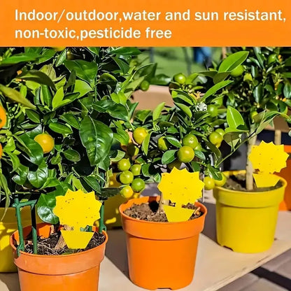 BOSS TAPE Anti Moucherons Plantes Intérieur, Pièges Engluées Autocollants (4pcs) 20cm - SQES