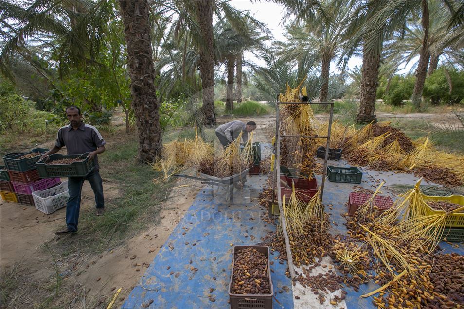 Bâche Récolte Dattes PVC Imperméable avec Œillets - Protection Agriculture Tunisie