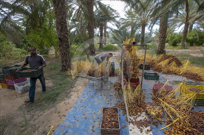Bâche Récolte Dattes PVC Imperméable avec Œillets - Protection Agriculture Tunisie